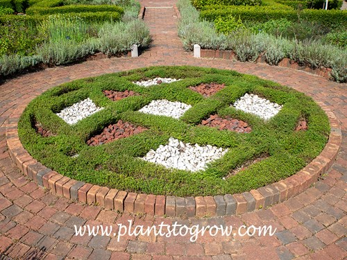 Thymus praecox ssp arcticus clipped into a knot garden